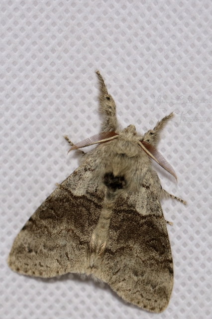 Calliteara pudibunda - hamvasszövő