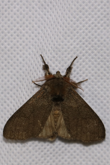 Calliteara pudibunda - hamvasszövő