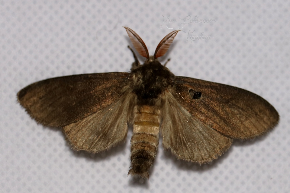 Calliteara pudibunda - hamvasszövő