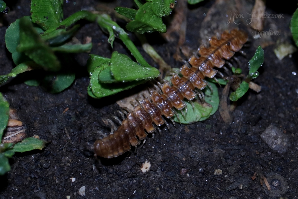 Polydesmidae