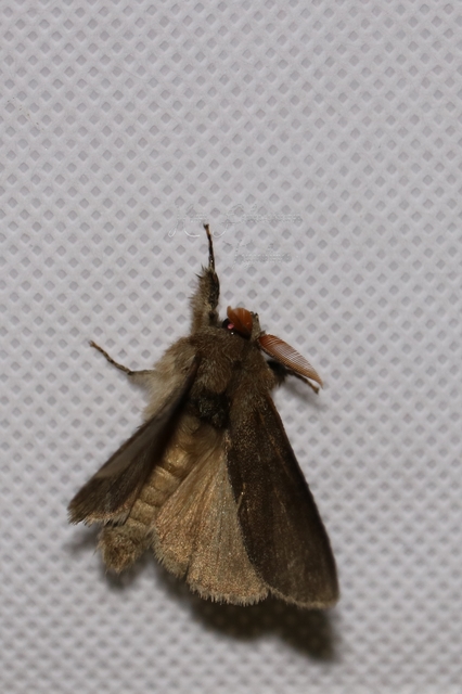 Calliteara pudibunda - hamvasszövő