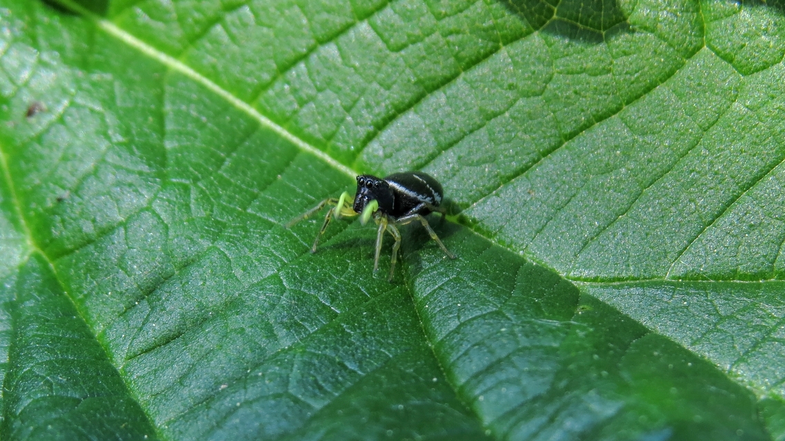 Heliophanus