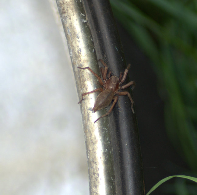 Gnaphosidae - kövipókok
