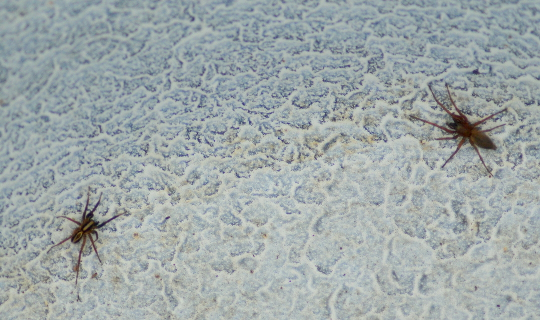Alopecosa