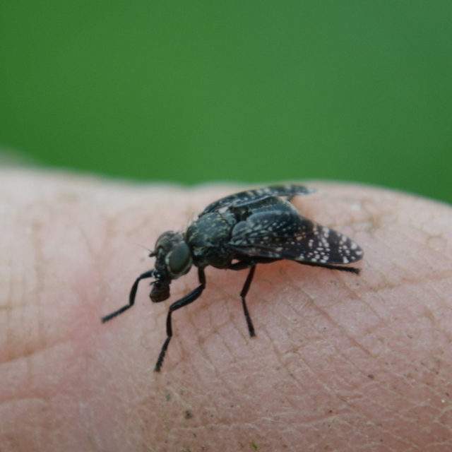 Platystoma