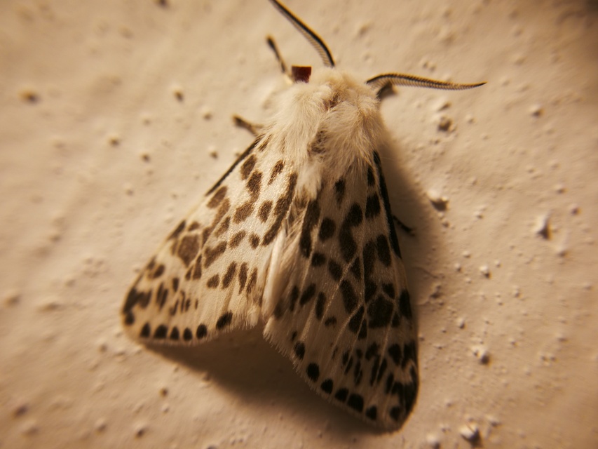 Hyphantria cunea - amerikai fehér medvelepke