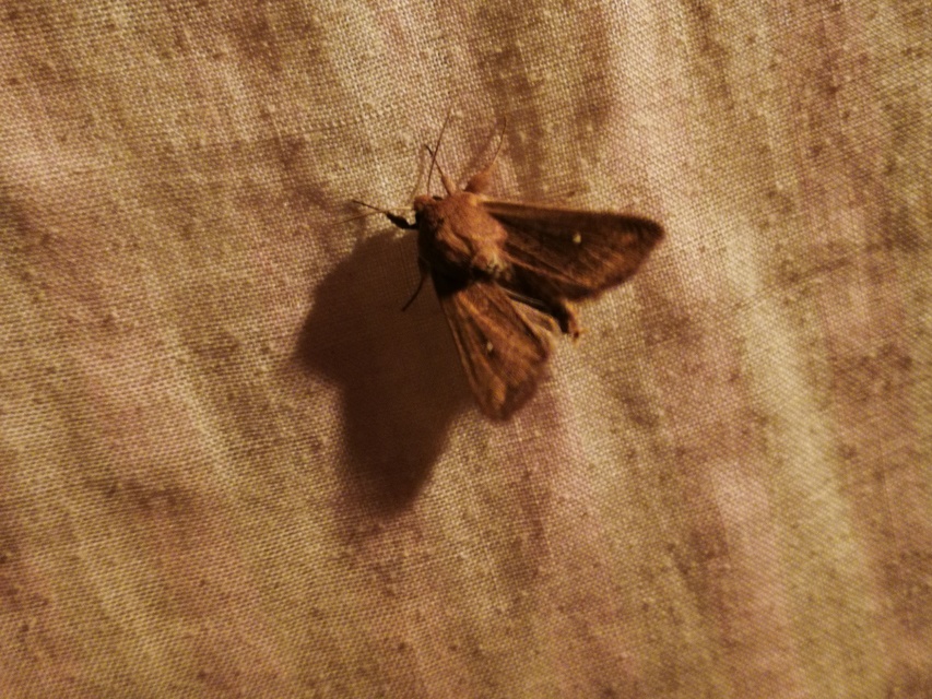 Mythimna albipuncta - fehérpettyes rétibagoly