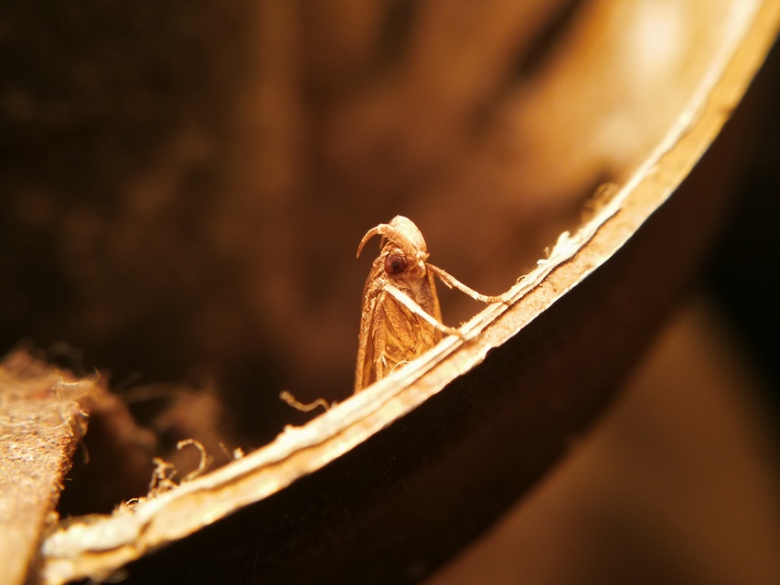 Gelechiidae - sarlósajkú-molylepkefélék