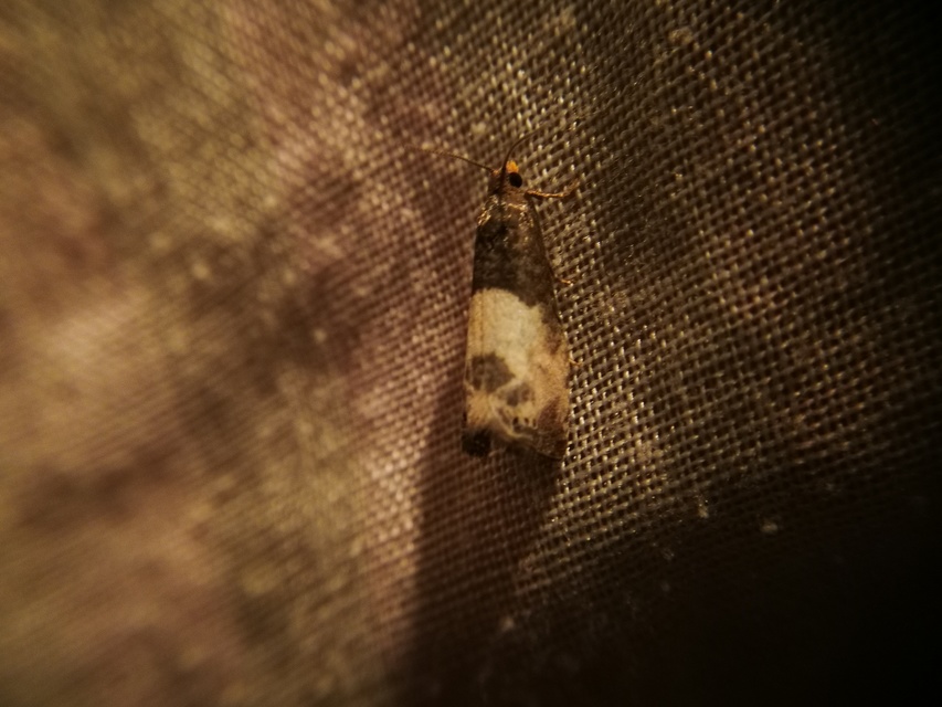 Notocelia cynosbatella - rózsahajtás-tükrösmoly