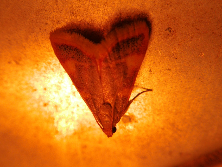 Hypsopygia costalis - szénailonca