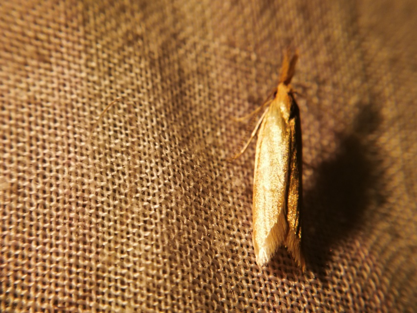 Pleurota