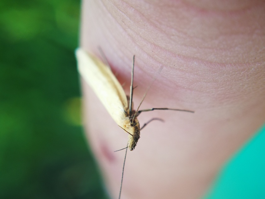 Pleurota