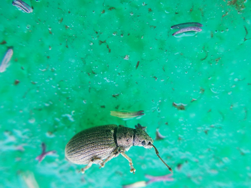 Phyllobius virideaeris - halványzöld levélormányos