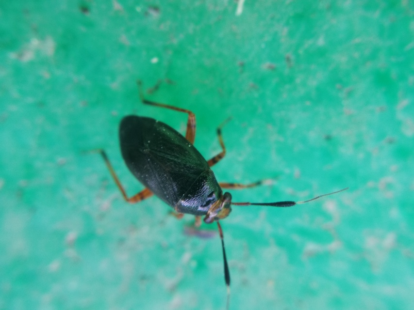Capsus ater - fekete mezeipoloska