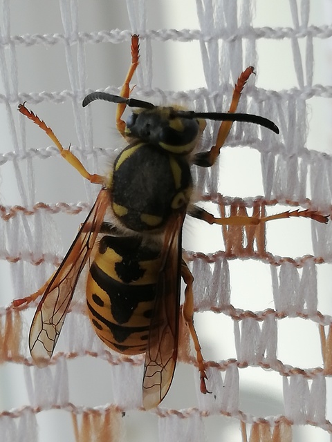 Vespula germanica - német darázs