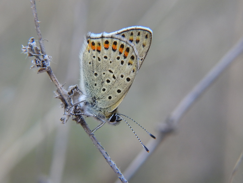 Lycaena tityrus - barna tűzlepke