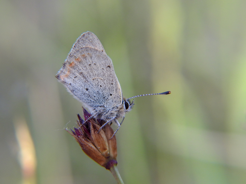 Lycaena phlaeas - közönséges tűzlepke
