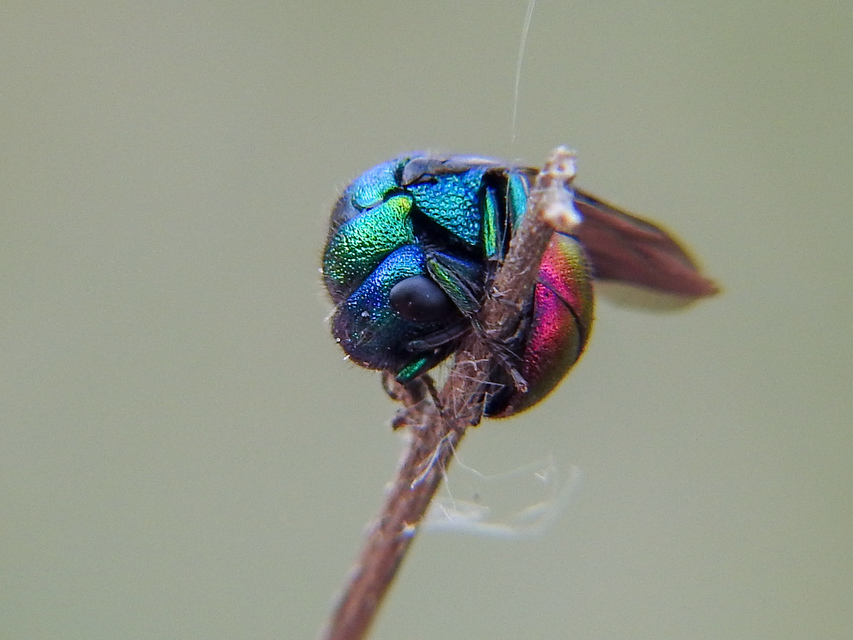 Chrysididae - fémdarazsak