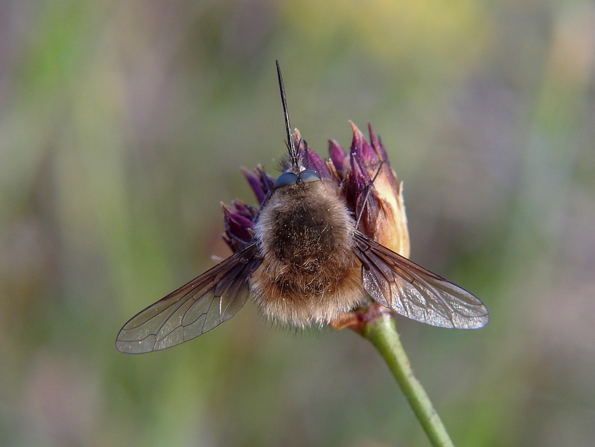 Bombylius