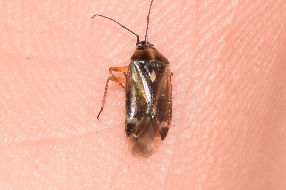 Harpocera thoracica - sarlóscsápú mezeipoloska