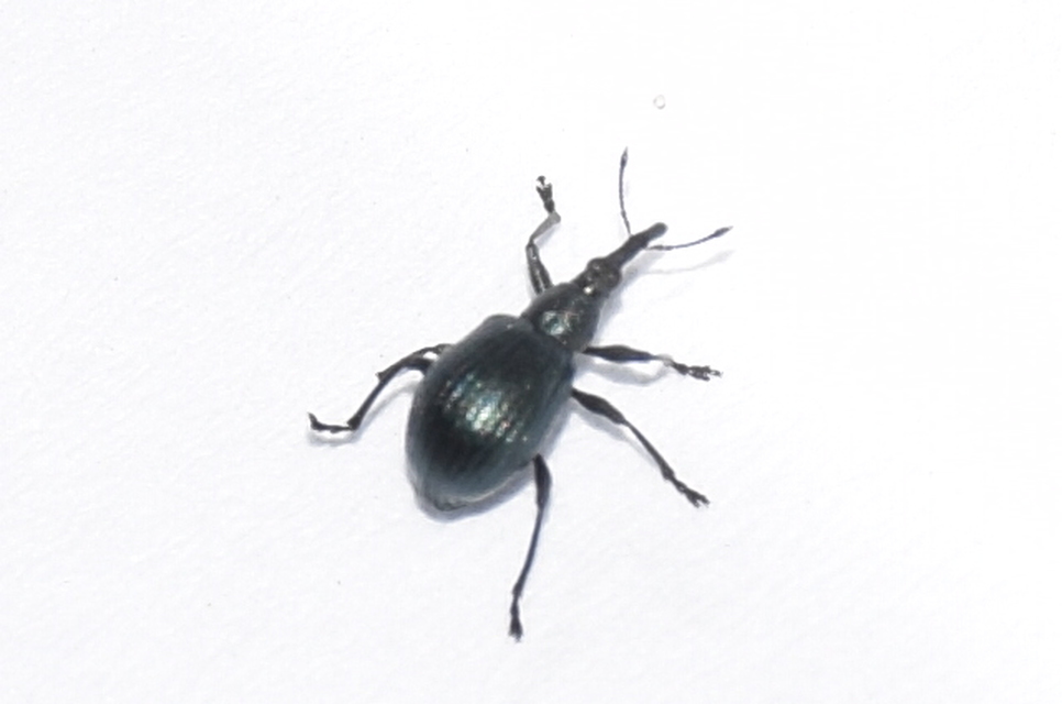 Eutrichapion punctiger - bükkönyrontó cickányormányos Eutrichapion punctiger - bükkönyrontó cickányormányos