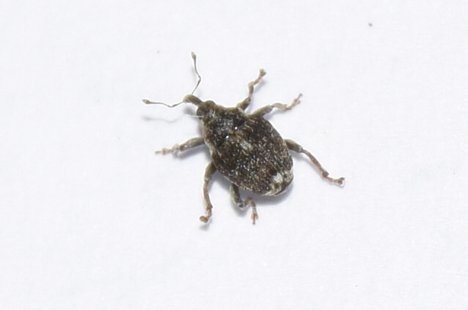 Nedyus quadrimaculatus - közönséges csalánormányos