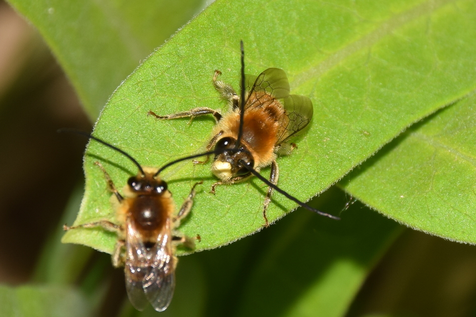 Eucera