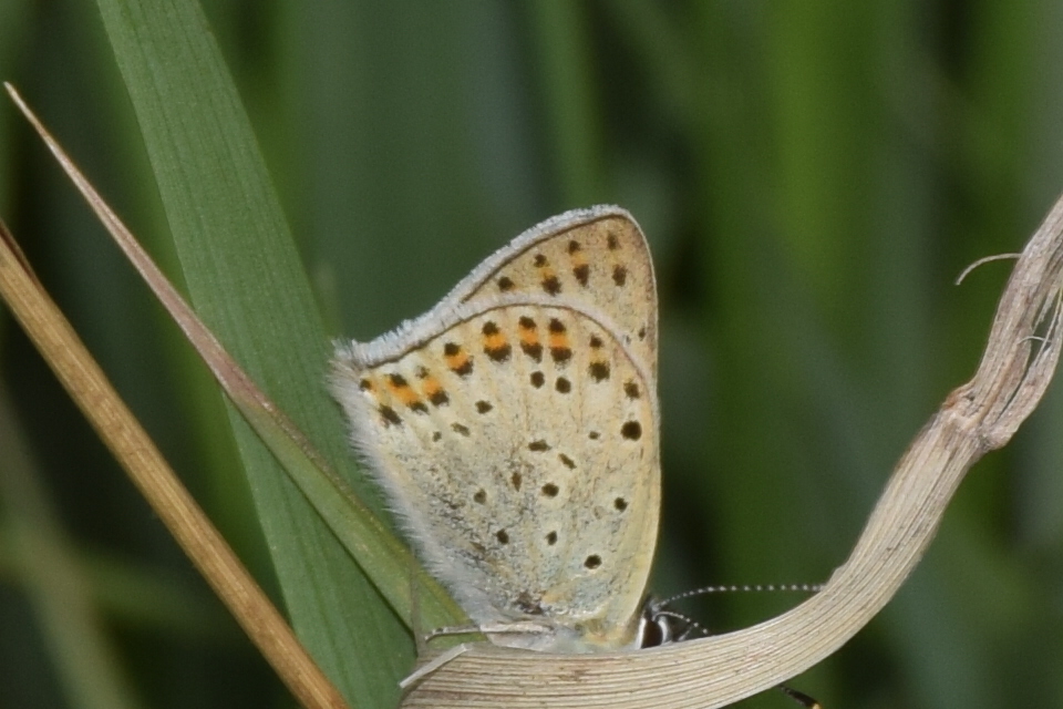 Lycaena tityrus - barna tűzlepke