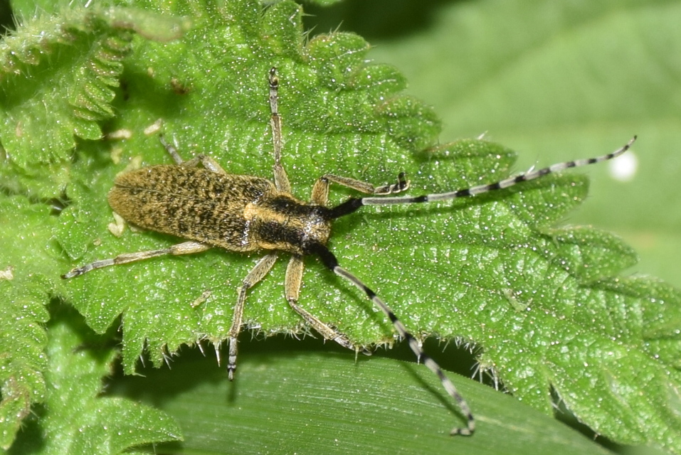Agapanthia villosoviridescens - fehérgyűrűs bogáncscincér