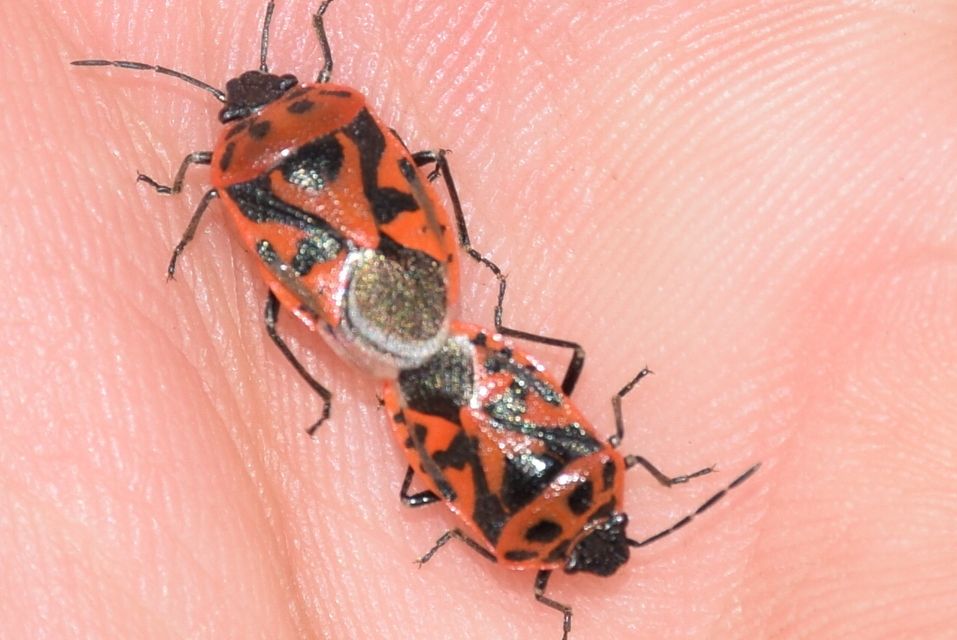 Eurydema ornata - díszespoloska Eurydema ornata - díszespoloska