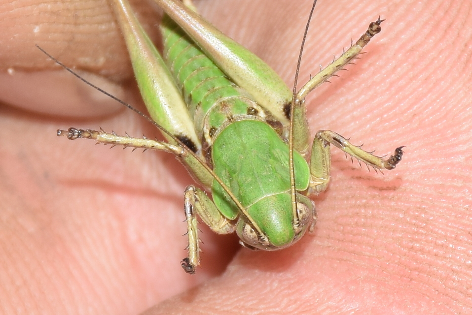 Decticus verrucivorus - szemölcsevő szöcske