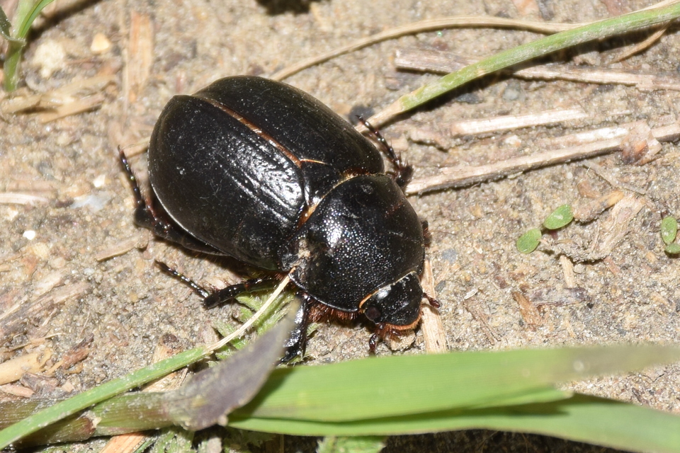 Pentodon idiota - butabogár