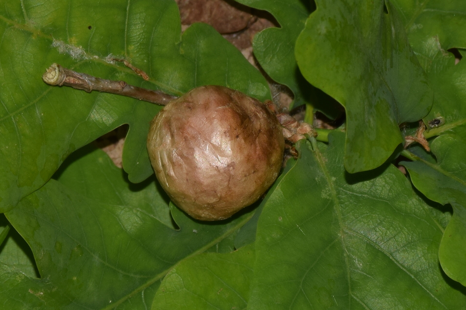 Cynipidae - gubacsdarazsak