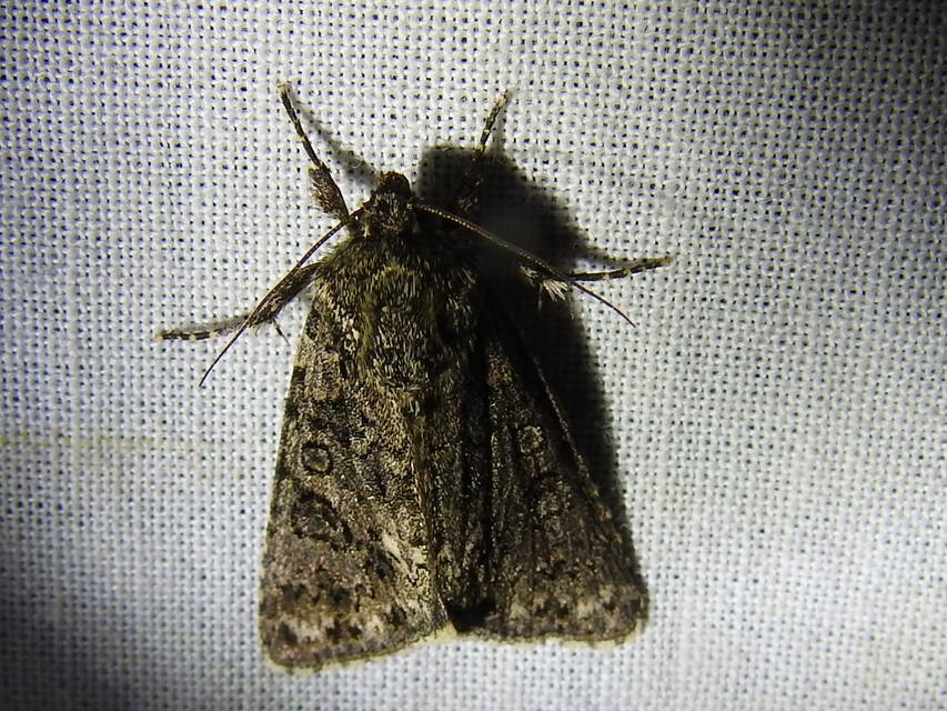 Acronicta rumicis - sóska-szigonyosbagoly