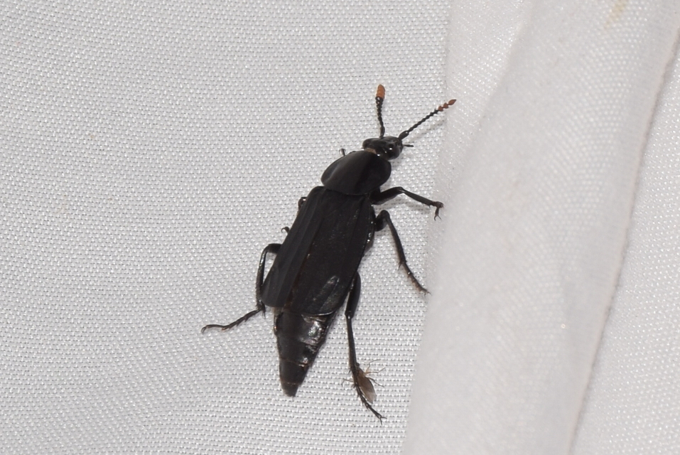 Necrodes littoralis - nagy dögbogár