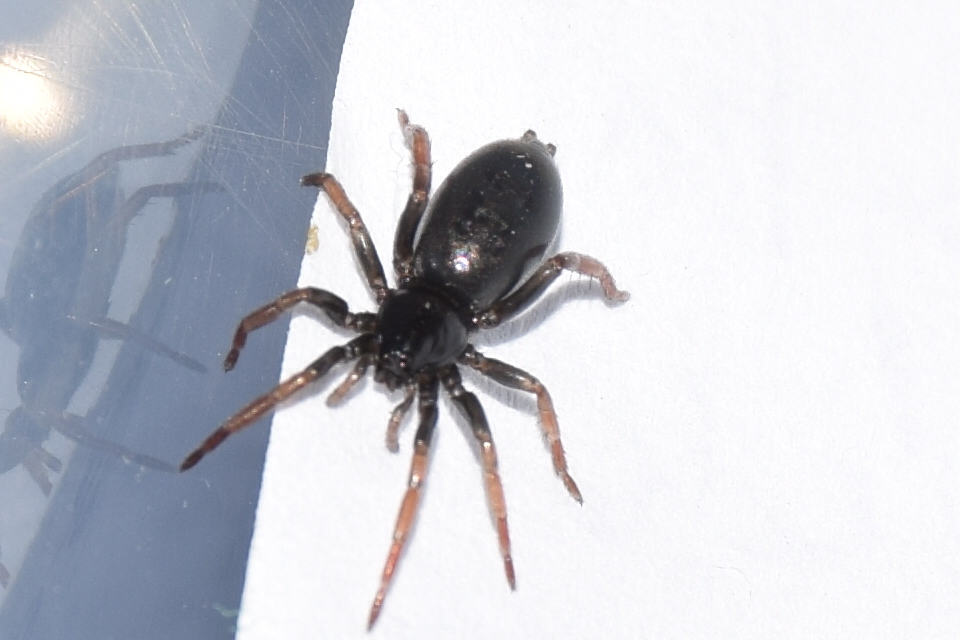 Trachyzelotes pedestris - vöröslábú gyászpók