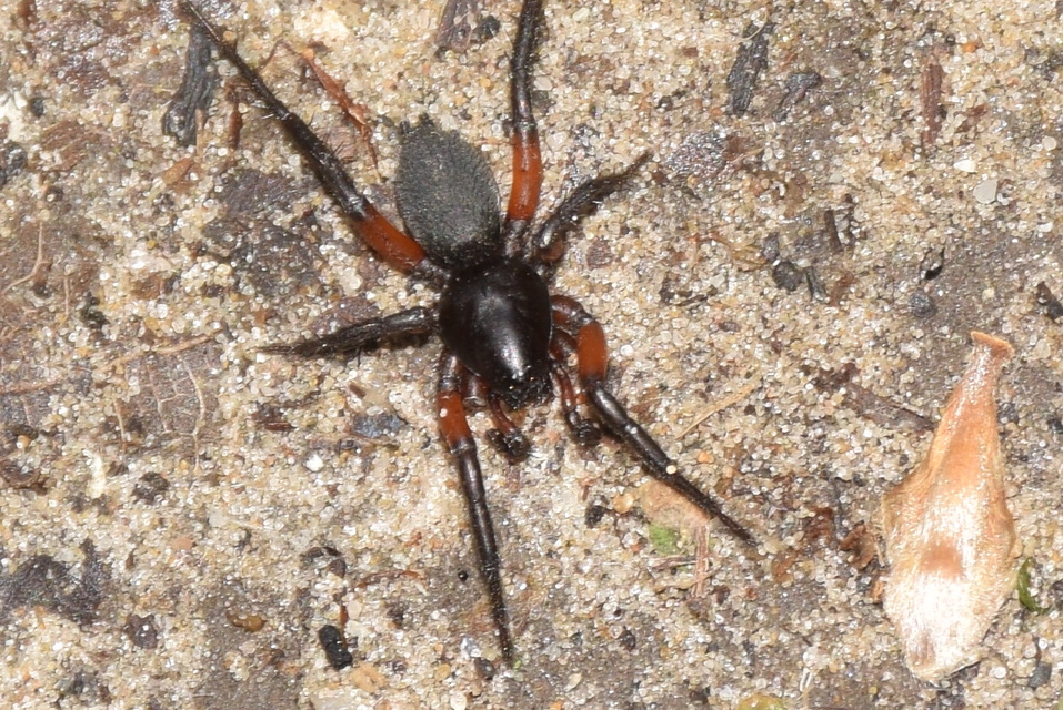 Gnaphosa bicolor