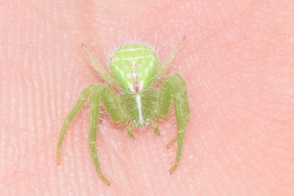 Heriaeus graminicola - réti borzaskarolópók