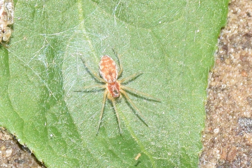 Nigma flavescens - vöröslő hamvaspók