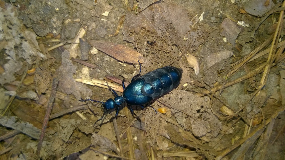 Meloe violaceus - kék nünüke
