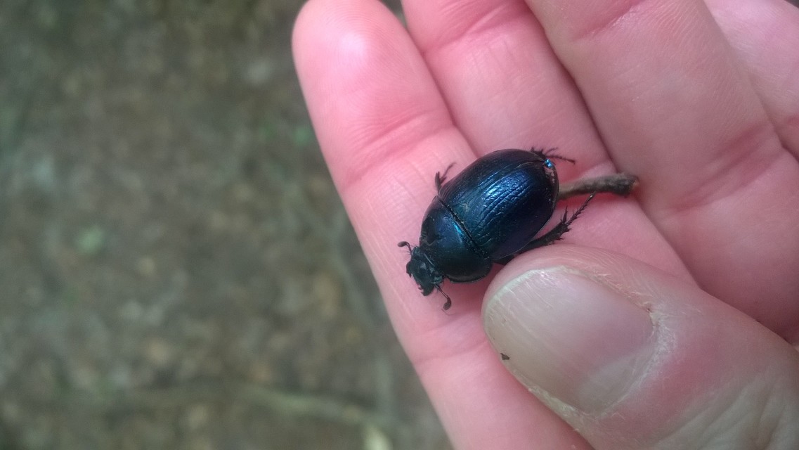 Anoplotrupes stercorosus - erdei álganéjtúró