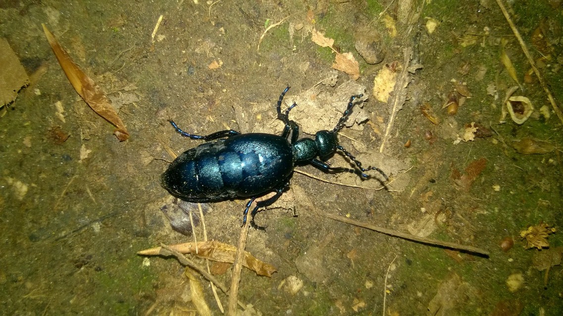 Meloe violaceus - kék nünüke