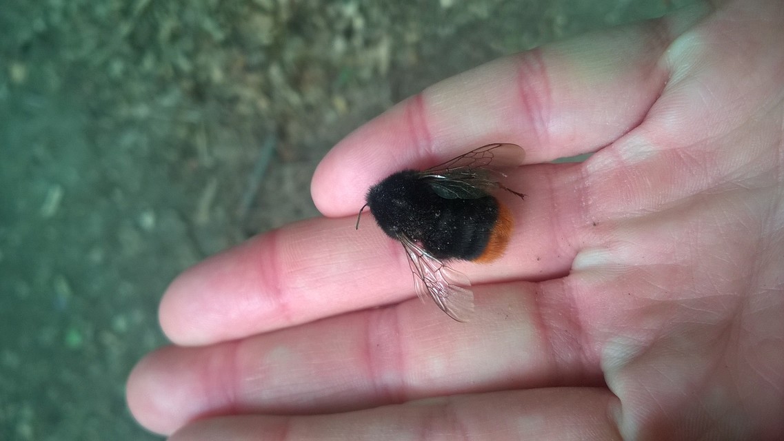 Bombus lapidarius - kövi poszméh