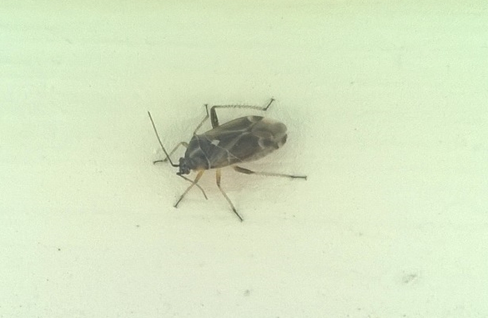 Harpocera thoracica - sarlóscsápú mezeipoloska