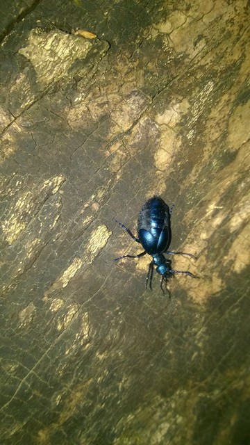 Meloe violaceus - kék nünüke