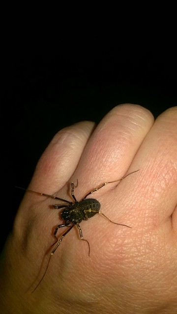 Egaenus convexus