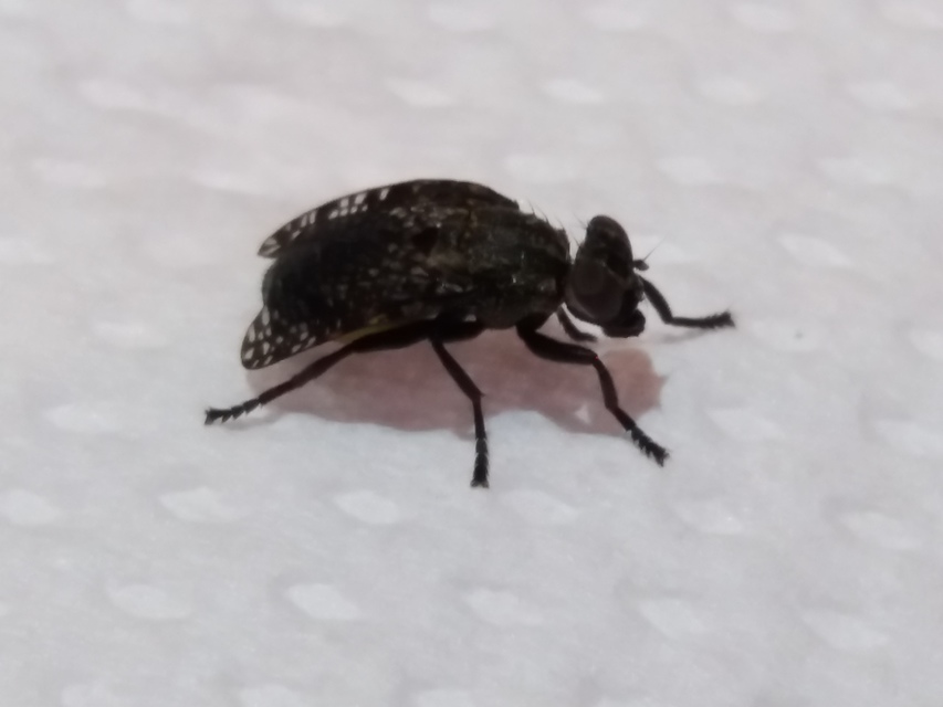 Platystoma