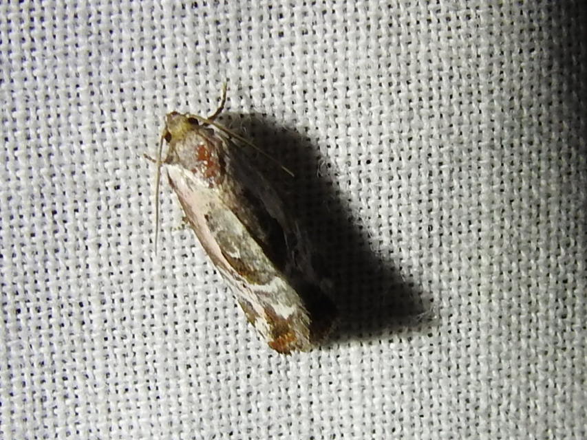Hapalotis venustula - rózsaszínű mázasbagoly
