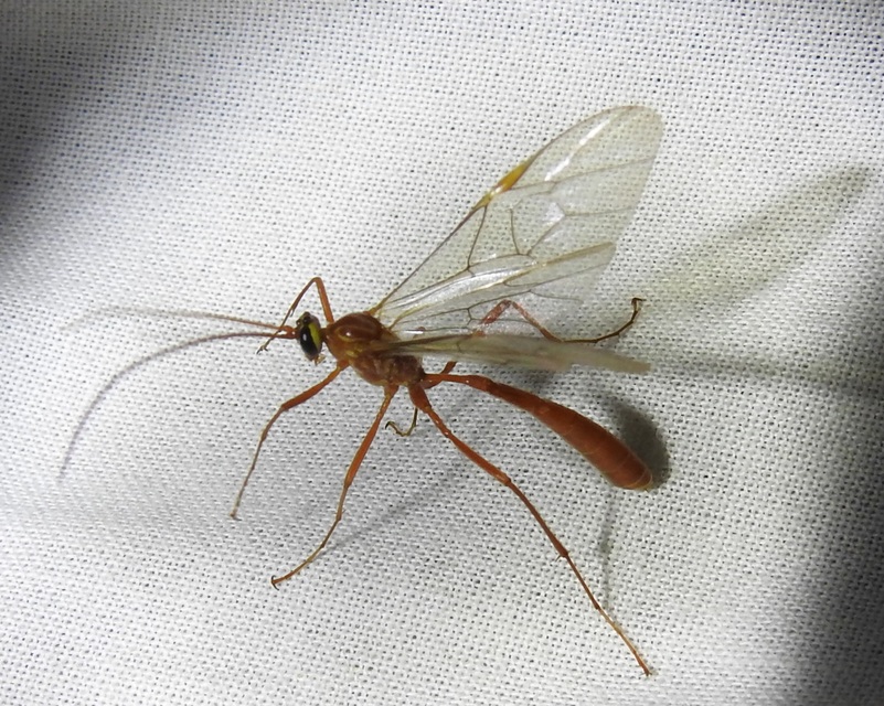Ophion obscuratus