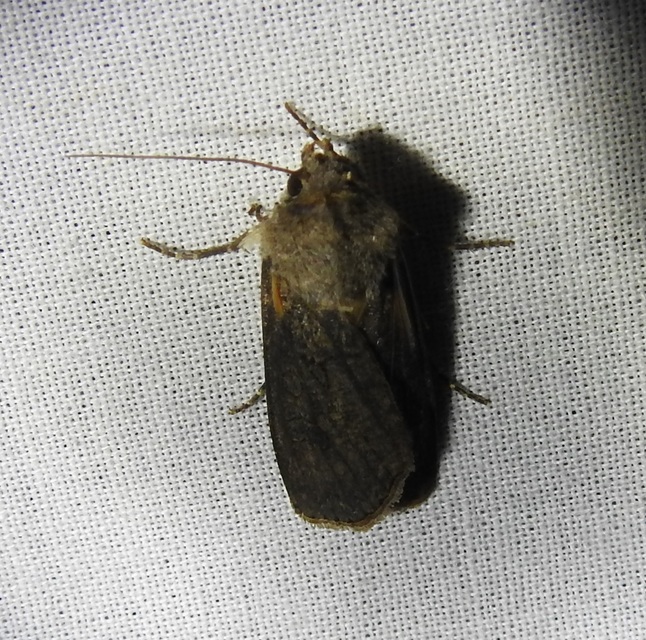 Agrotis segetum - vetési földibagoly